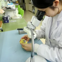 白衣姿の学生が顕微鏡の下で歯型模型を手に補綴物を確認している様子